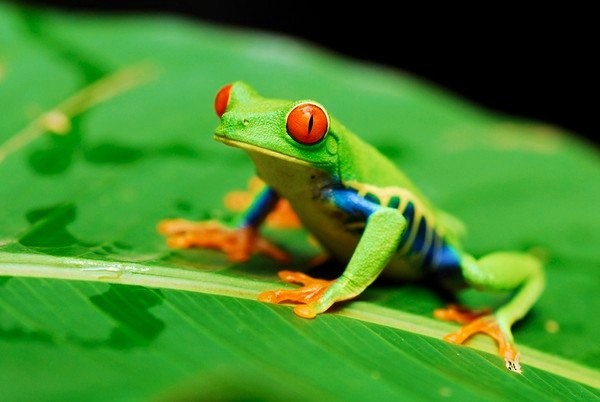 Picture of Costa Rica Wildlife