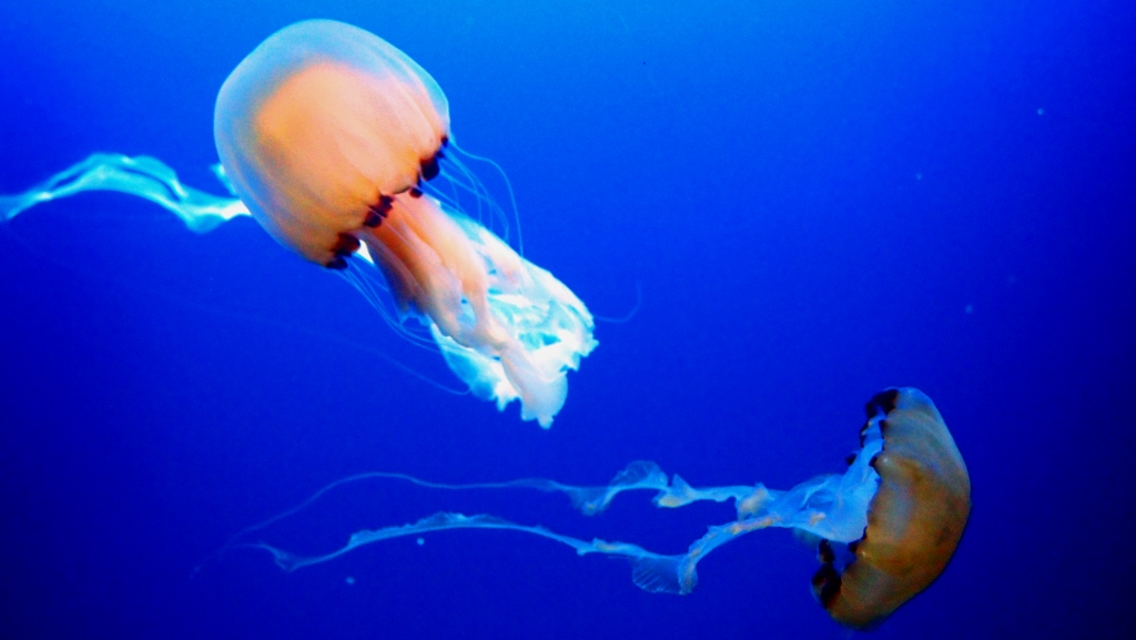 Picture of Sea Aquarium jellyfishes